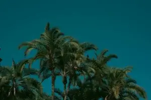 تنتصب أشجار النخيل المورقة شامخةً أمام سماء زرقاء عميقة، مما يبعث أجواءً استوائيةً هادئةً.
